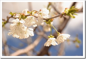 fleurs de cerisier 3