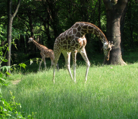 Photo of a Giraffe Curving its Neck