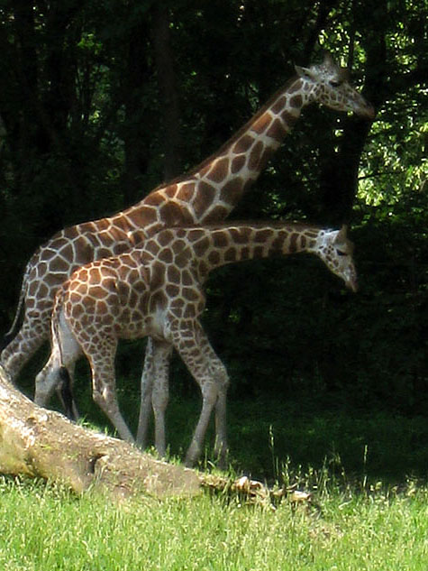 Photo of a Giraffe Mother and Baby
