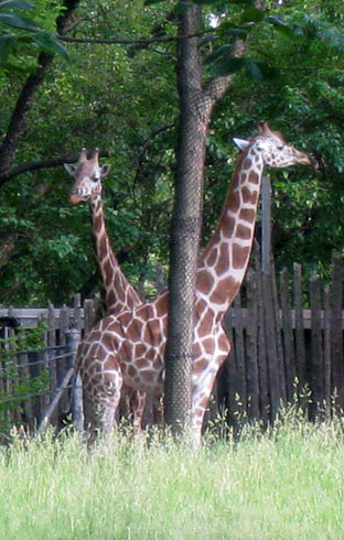 Photo of a Giraffe hiding behind a tree