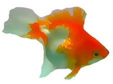 goldfish2