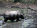 Photo of a Tiny Hippopotamus