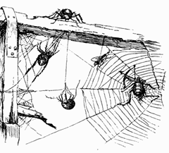 A Noiseless Patient Spider - American Children's Songs - The USA - Mama Lisa's World: Children's Songs and Rhymes from Around the World - Intro Image A Noiseless Patient Spider - American Children's Songs - The USA - Mama Lisa's World: Children's Songs and Rhymes from Around the World - Intro Image