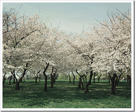 Cherry blossom png Cherry blossom png