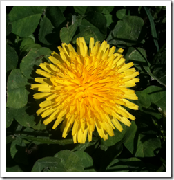 Photo of Dandelion Flower