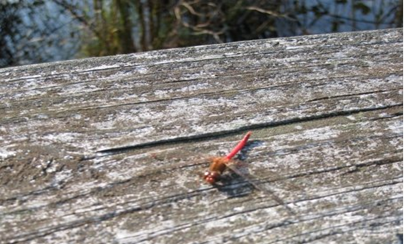 Dragonfly, Dragonfly - English Children's Songs - England - Mama Lisa's World: Children's Songs and Rhymes from Around the World - Intro Image Dragonfly, Dragonfly - English Children's Songs - England - Mama Lisa's World: Children's Songs and Rhymes from Around the World - Intro Image