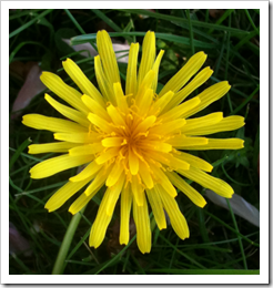 Photo of a Young Dandelion Flower