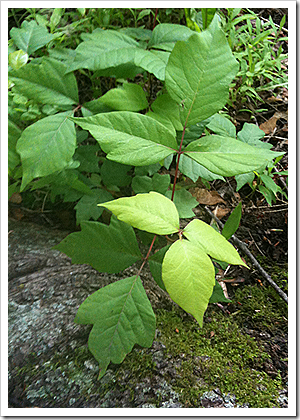 Photo of Poison Ivy