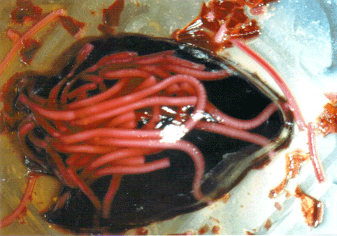 Halloween Jello Heart with Worms