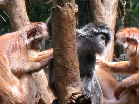 Photo of Monkeys