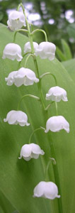 Photo of a Sprig of Lily of the Valley