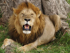 Photo of a Lion