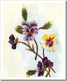 pansies i_000b