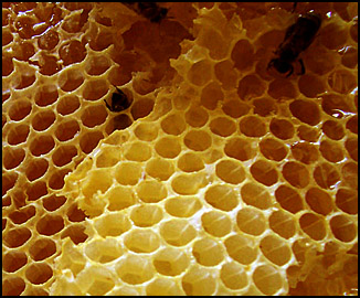 Photo of Beeswax