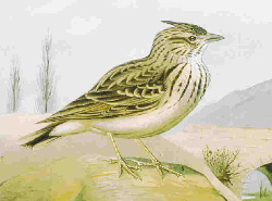 Picture of a Lark for Alouette