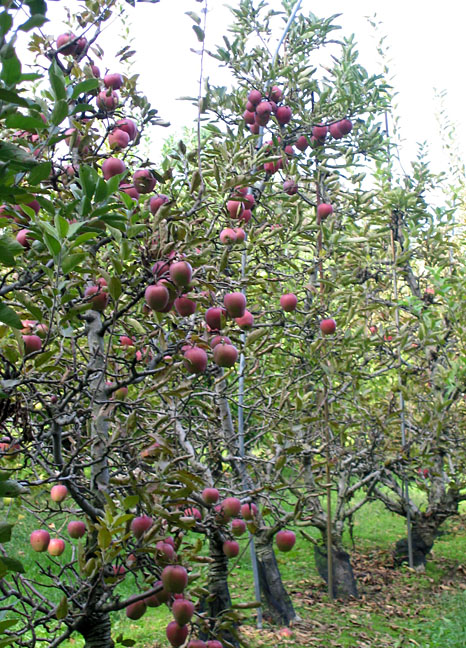 Photo of an Apple Orchard