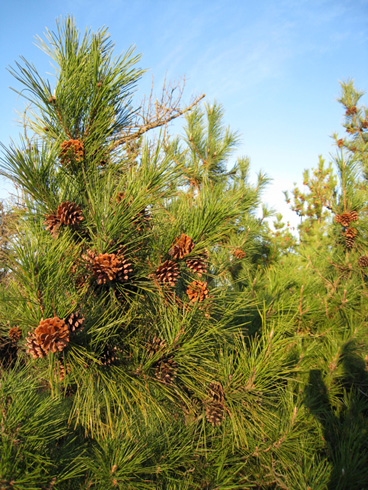 Photo of a Pine Tree