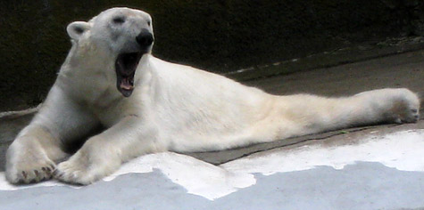 Photo of a Polar Bear