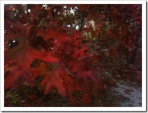 redleaves