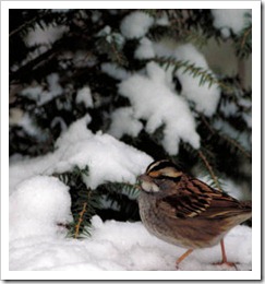 sparrow_snow