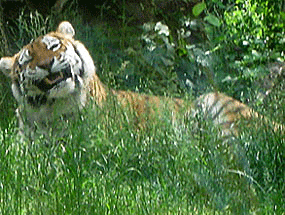 Photo of a Tiger