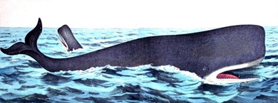 The Whale - American Children's Songs - The USA - Mama Lisa's World: Children's Songs and Rhymes from Around the World - Intro Image The Whale - American Children's Songs - The USA - Mama Lisa's World: Children's Songs and Rhymes from Around the World - Intro Image