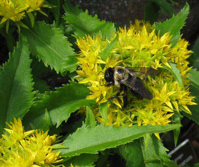 The Bee - (By Emily Dickinson) - American Children's Songs - The USA - Mama Lisa's World: Children's Songs and Rhymes from Around the World  - Intro Image