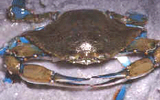 Photo of a Caxanga Crab from Brazil