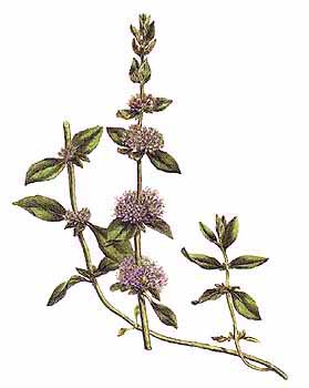Sleep, Sleep, Pennyroyal Flower - Iranian Children's Songs - Iran - Mama Lisa's World: Children's Songs and Rhymes from Around the World - Intro Image Sleep, Sleep, Pennyroyal Flower - Iranian Children's Songs - Iran - Mama Lisa's World: Children's Songs and Rhymes from Around the World - Intro Image