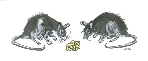 An Old Rat's Tale - American Children's Songs - The USA - Mama Lisa's World: Children's Songs and Rhymes from Around the World - Intro Image An Old Rat's Tale - American Children's Songs - The USA - Mama Lisa's World: Children's Songs and Rhymes from Around the World - Intro Image