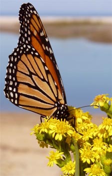 Mariposa - Spanish Children's Songs - Spain - Mama Lisa's World: Children's Songs and Rhymes from Around the World  - Intro Image