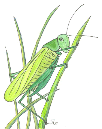 Dere Wus a Liddle Grasshopper - Chansons enfantines afro-américaines historiques - Culture afro-américaine historique - Mama Lisa's World en français: Comptines et chansons pour les enfants du monde entier - Intro Image Dere Wus a Liddle Grasshopper - Chansons enfantines afro-américaines historiques - Culture afro-américaine historique - Mama Lisa's World en français: Comptines et chansons pour les enfants du monde entier - Intro Image