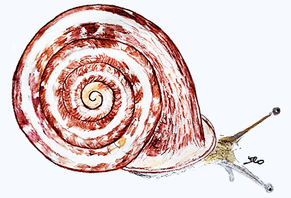 Comptines sur les escargots