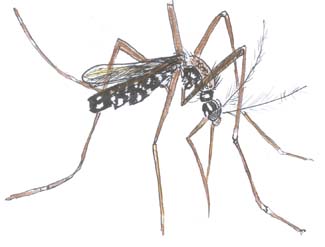Flea Fly Mosquito Canciones Infantiles Estadounidenses