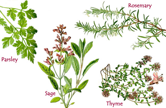 https://www.mamalisa.com/images/ml_images/parsley_sage_rosemary_thyme.jpg