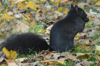 Let Us Chase the Squirrel  - Chansons enfantines  américaines - États-Unis - Mama Lisa's World en français: Comptines et chansons pour les enfants du monde entier  - Intro Image