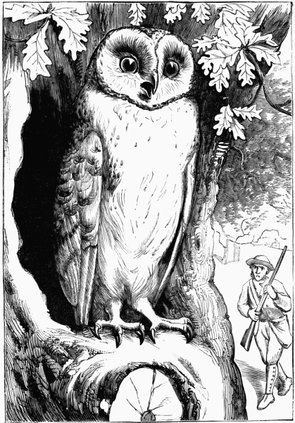 There Was an Owl Lived in an Oak - English Children's Songs - England - Mama Lisa's World: Children's Songs and Rhymes from Around the World  - Comment After Song Image