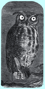 There Was an Owl Lived in an Oak - English Children's Songs - England - Mama Lisa's World: Children's Songs and Rhymes from Around the World - Intro Image There Was an Owl Lived in an Oak - English Children's Songs - England - Mama Lisa's World: Children's Songs and Rhymes from Around the World - Intro Image