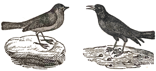There Were Two Birds Sitting on a Stone - Canciones infantiles inglesas - Inglaterra - Mamá Lisa's World en español: Canciones infantiles del mundo entero  - Intro Image