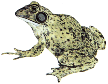 A Three-Toed Tree Toad - American Children's Songs - The USA - Mama Lisa's World: Children's Songs and Rhymes from Around the World - Intro Image A Three-Toed Tree Toad - American Children's Songs - The USA - Mama Lisa's World: Children's Songs and Rhymes from Around the World - Intro Image