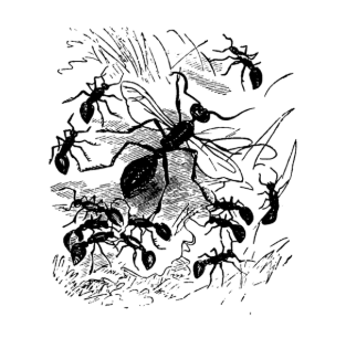 The Ants - American Children's Songs - The USA - Mama Lisa's World: Children's Songs and Rhymes from Around the World - Intro Image The Ants - American Children's Songs - The USA - Mama Lisa's World: Children's Songs and Rhymes from Around the World - Intro Image