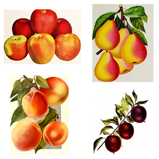 If Apples Were Pears - - American Children's Songs - The USA - Mama Lisa's World: Children's Songs and Rhymes from Around the World - Intro Image If Apples Were Pears - - American Children's Songs - The USA - Mama Lisa's World: Children's Songs and Rhymes from Around the World - Intro Image
