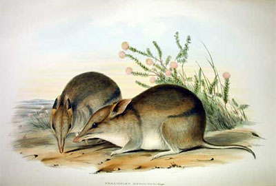 Little Grey Bandicoot - Australian Children's Songs - Australia - Mama Lisa's World: Children's Songs and Rhymes from Around the World - Intro Image Little Grey Bandicoot - Australian Children's Songs - Australia - Mama Lisa's World: Children's Songs and Rhymes from Around the World - Intro Image