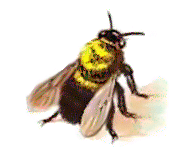 There Was a Bee Sat on a Wall - English Children's Songs - England - Mama Lisa's World: Children's Songs and Rhymes from Around the World  - Intro Image