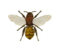 The Homing Bee - Canadian Children's Songs - Canada - Mama Lisa's World: Children's Songs and Rhymes from Around the World - Intro Image The Homing Bee - Canadian Children's Songs - Canada - Mama Lisa's World: Children's Songs and Rhymes from Around the World - Intro Image