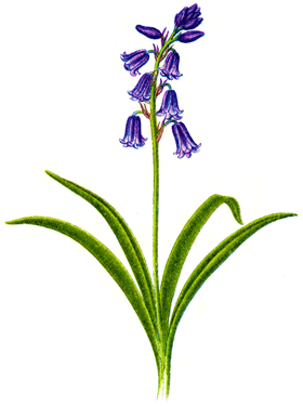 Bluebells, Cockleshells - Chansons enfantines australiennes - Australie - Mama Lisa's World en français: Comptines et chansons pour les enfants du monde entier  - Intro Image