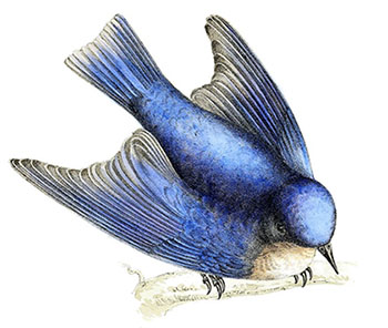 Bluebird, Bluebird, Through My Window<br />(Pájaro azul, pájaro azul, ven por mi ventana)