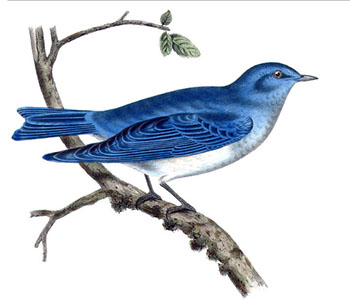 Here Comes a Bluebird in Through My Window - English Children's Songs - England - Mama Lisa's World: Children's Songs and Rhymes from Around the World  - Intro Image