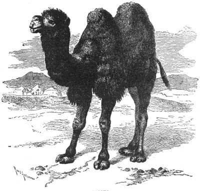 The Camel's Complaint - American Children's Songs - The USA - Mama Lisa's World: Children's Songs and Rhymes from Around the World  - Intro Image