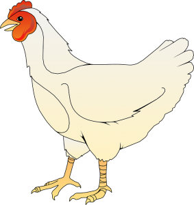 Une poule blanche<br />(Una gallina blanca)